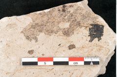 Foto (Detailansicht) von Hypnum sagorianum Ettingshausen (NHMW-GEO-2024-0188-6741)